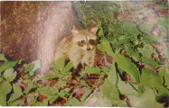 images/raccoon_postcard_front.webp